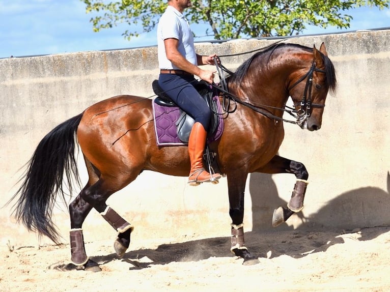 PRE Croisé Étalon 4 Ans 162 cm Bai cerise in NAVAS DEL MADRONO