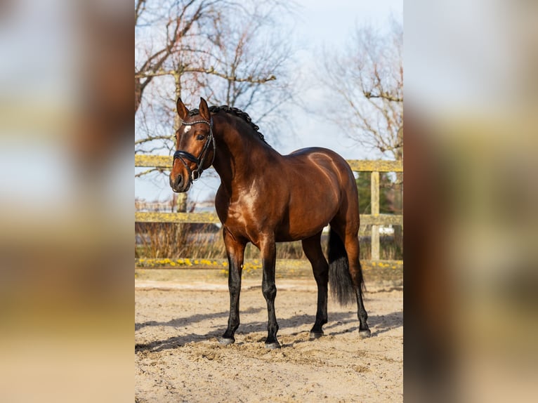 PRE Croisé Étalon 4 Ans 162 cm Bai in Sm