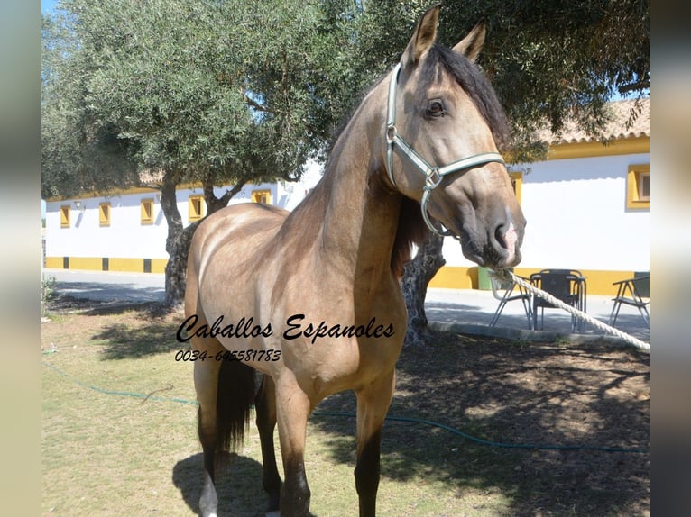 PRE Étalon 4 Ans 162 cm Buckskin in Vejer de l Frontera