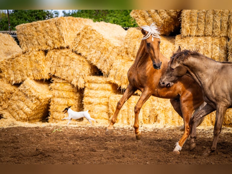 PRE Croisé Étalon 4 Ans 162 cm Champagne in Valencia
