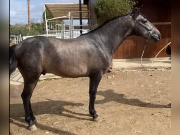 PRE Croisé Étalon 4 Ans 162 cm Gris in Malaga