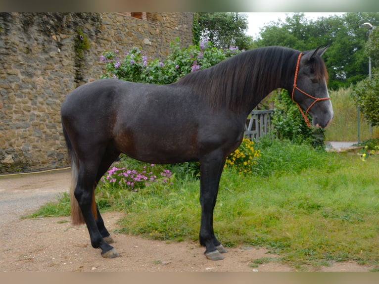 PRE Croisé Étalon 4 Ans 162 cm Gris in MatajudaicaMonells