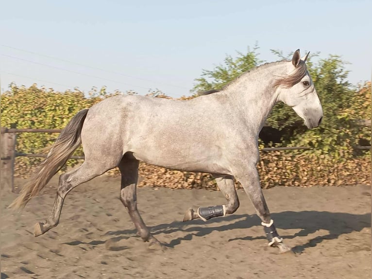 PRE Croisé Étalon 4 Ans 162 cm Gris in Galaroza (Huelva)