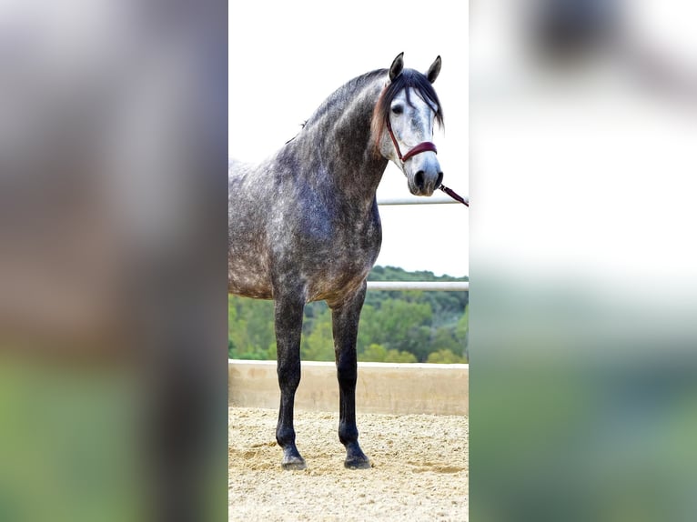 PRE Croisé Étalon 4 Ans 162 cm Gris in Las Piñas