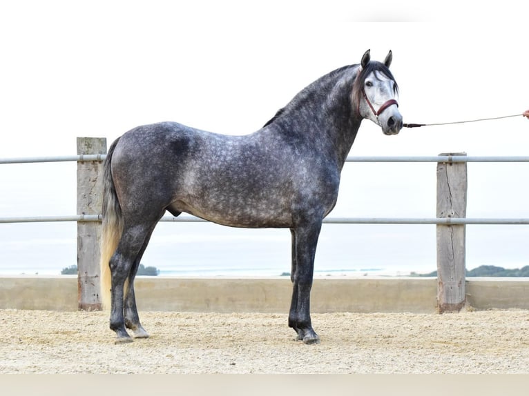 PRE Croisé Étalon 4 Ans 162 cm Gris in Las Piñas