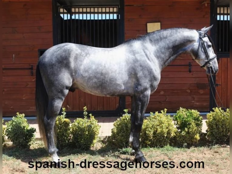 PRE Croisé Étalon 4 Ans 162 cm Gris in Barcelona