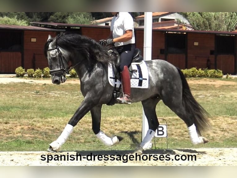 PRE Croisé Étalon 4 Ans 162 cm Gris in Barcelona