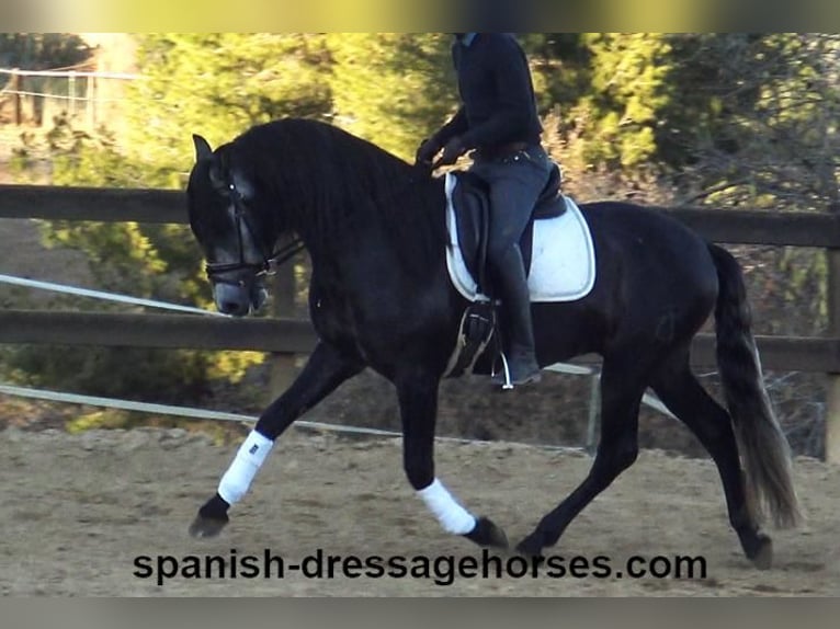 PRE Étalon 4 Ans 162 cm Gris in Barcelona