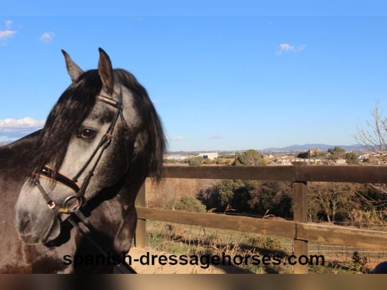 PRE Étalon 4 Ans 162 cm Gris in Barcelona