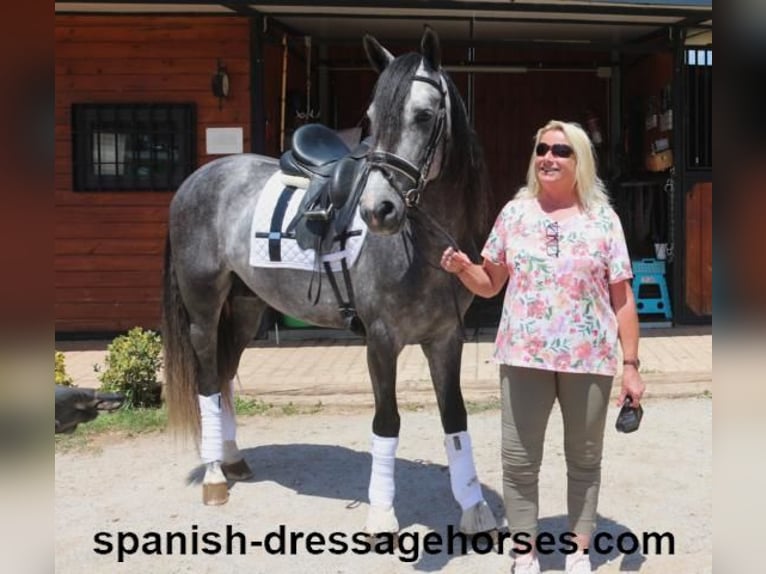 PRE Croisé Étalon 4 Ans 162 cm Gris in Barcelona