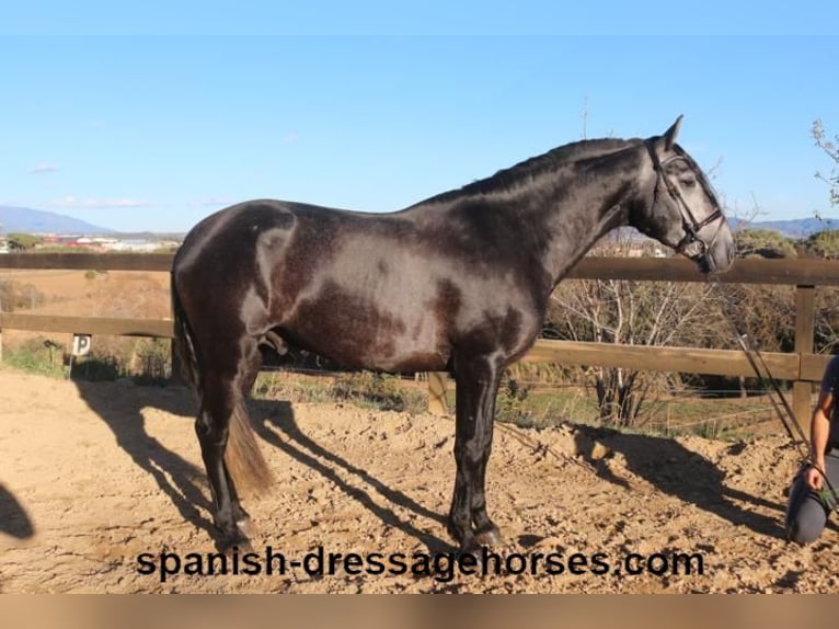 PRE Étalon 4 Ans 162 cm Gris in Barcelona