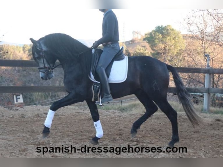 PRE Étalon 4 Ans 162 cm Gris in Barcelona