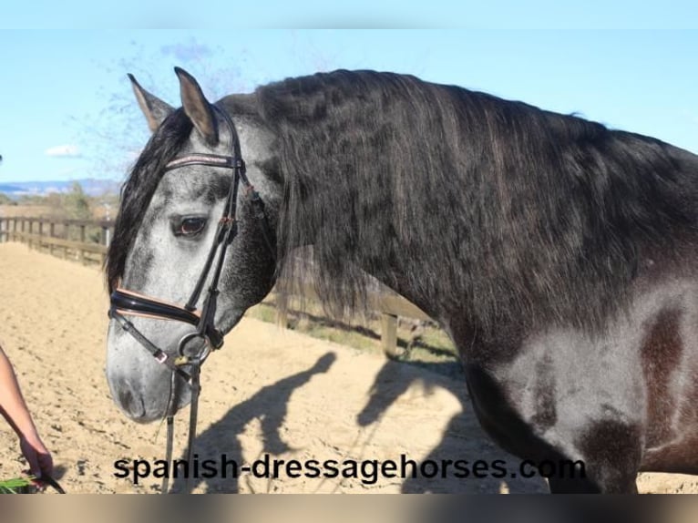 PRE Étalon 4 Ans 162 cm Gris in Barcelona