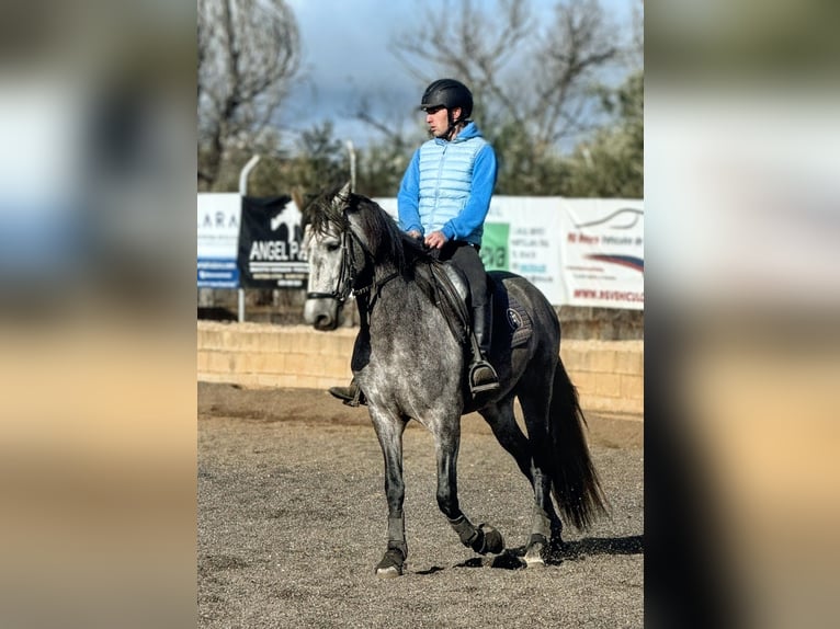 PRE Étalon 4 Ans 162 cm Gris pommelé in Sevilla