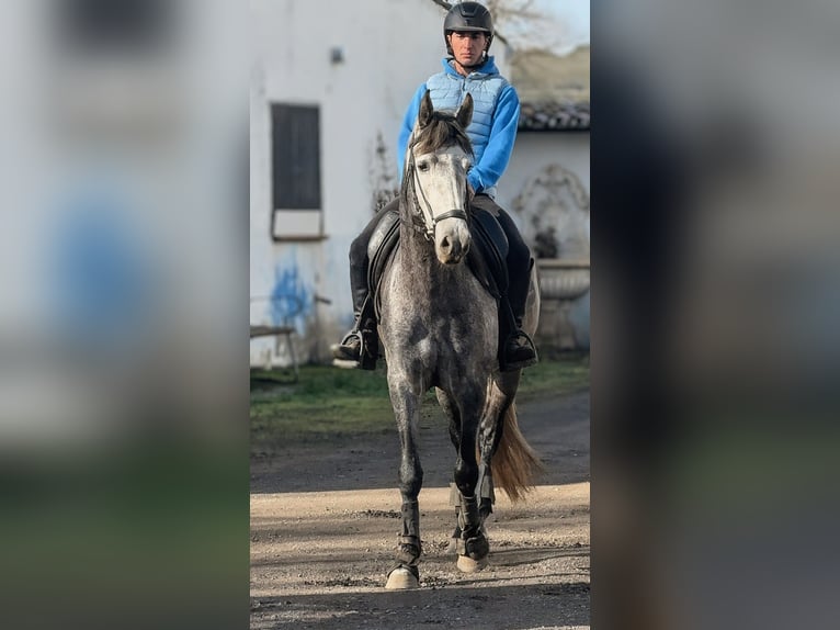 PRE Étalon 4 Ans 162 cm Gris pommelé in Sevilla