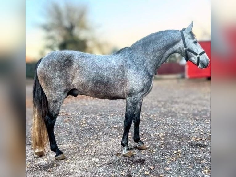 PRE Étalon 4 Ans 162 cm Gris pommelé in Sevilla