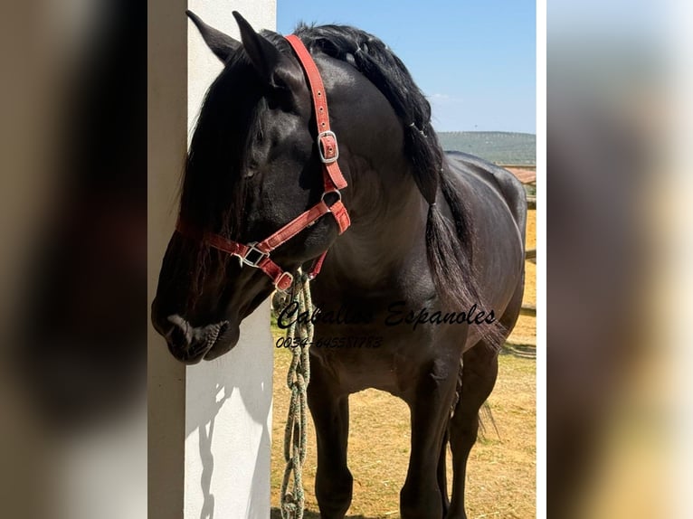 PRE Croisé Étalon 4 Ans 162 cm Noir in Vejer de la Frontera