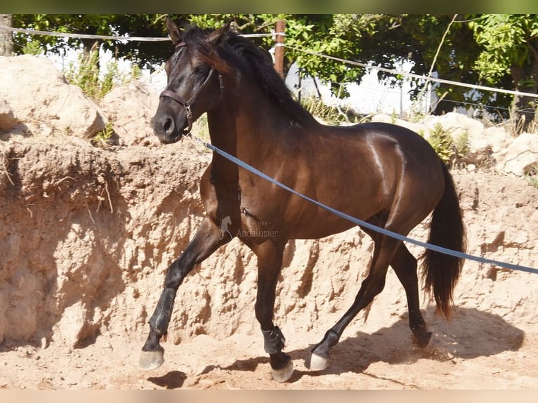 PRE Étalon 4 Ans 162 cm Noir in Provinz Malaga