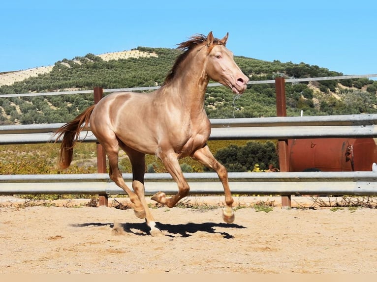 PRE Étalon 4 Ans 162 cm Perle in Provinz Cordoba