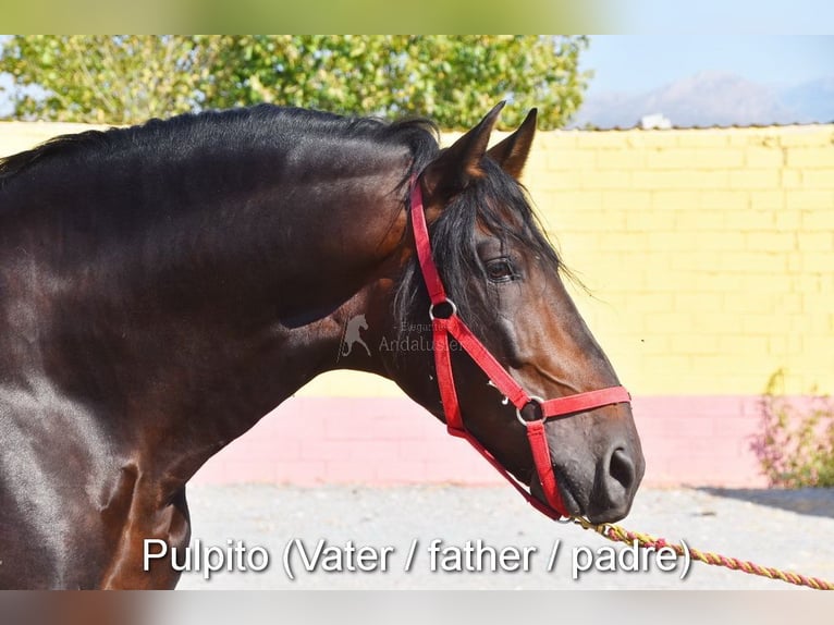 PRE Étalon 4 Ans 162 cm Perle in Provinz Cordoba