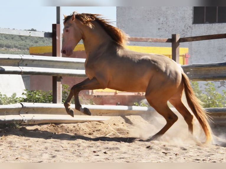 PRE Étalon 4 Ans 162 cm Perle in Provinz Cordoba