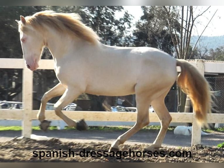 PRE Croisé Étalon 4 Ans 162 cm Perlino in Barcelona