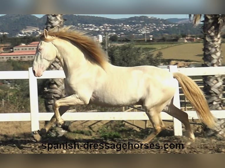 PRE Croisé Étalon 4 Ans 162 cm Perlino in Barcelona