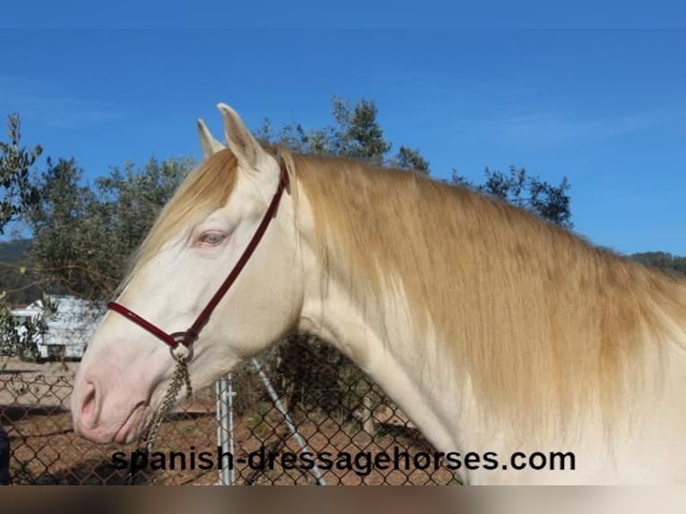 PRE Croisé Étalon 4 Ans 162 cm Perlino in Barcelona