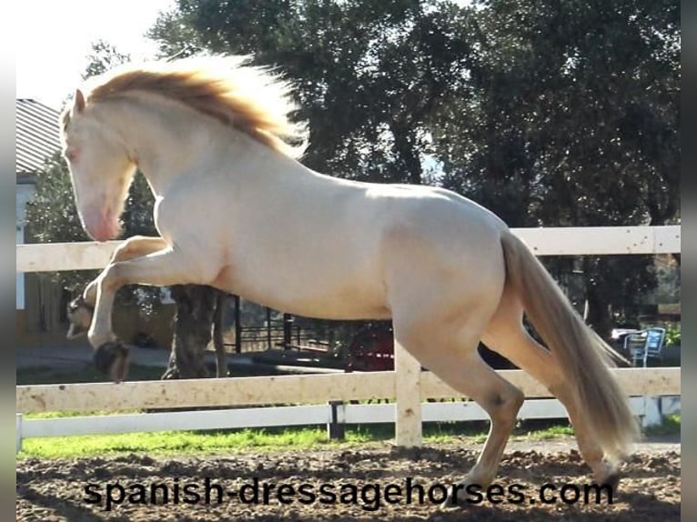 PRE Croisé Étalon 4 Ans 162 cm Perlino in Barcelona