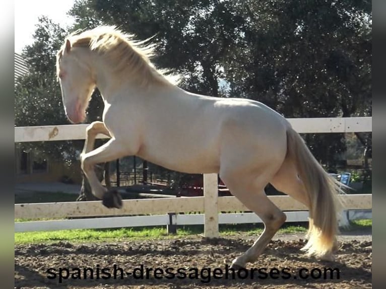 PRE Croisé Étalon 4 Ans 162 cm Perlino in Barcelona