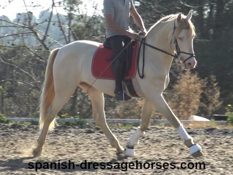 PRE Croisé Étalon 4 Ans 162 cm Perlino in Barcelona