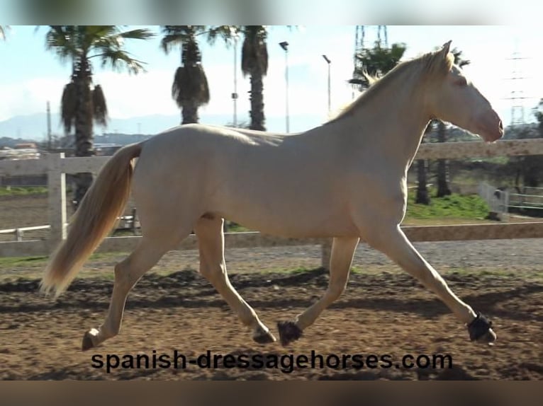 PRE Croisé Étalon 4 Ans 162 cm Perlino in Barcelona