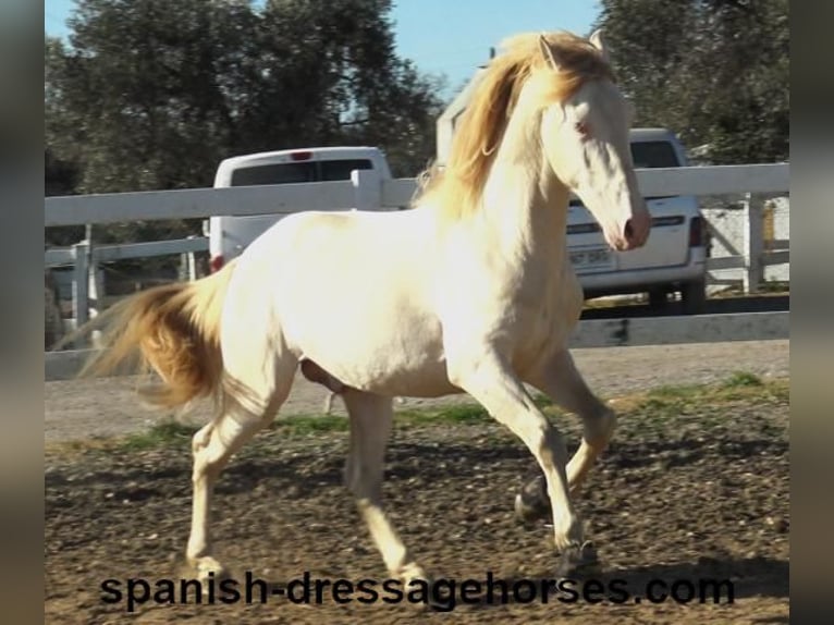 PRE Croisé Étalon 4 Ans 162 cm Perlino in Barcelona