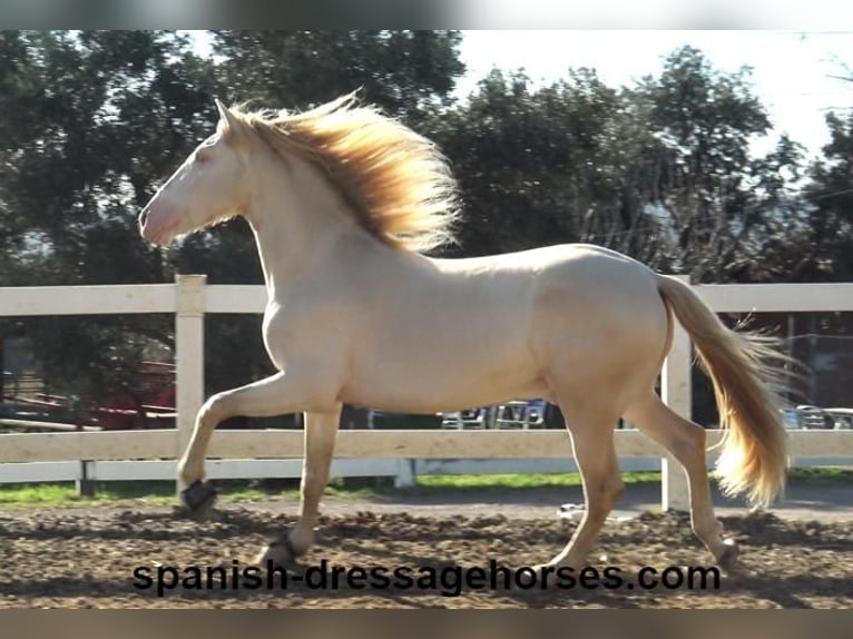 PRE Croisé Étalon 4 Ans 162 cm Perlino in Barcelona