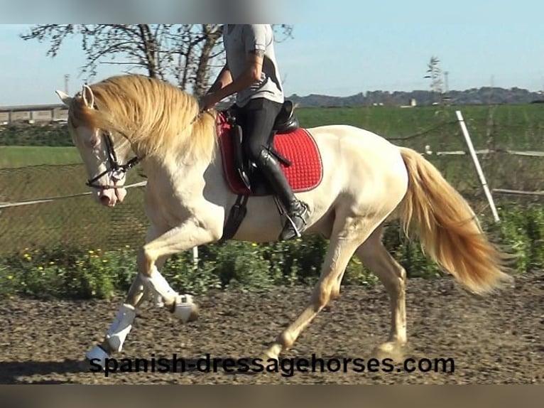 PRE Croisé Étalon 4 Ans 162 cm Perlino in Barcelona