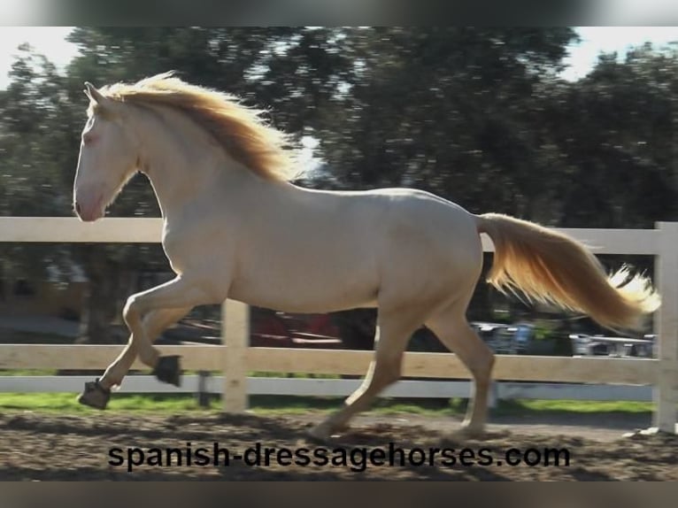 PRE Croisé Étalon 4 Ans 162 cm Perlino in Barcelona