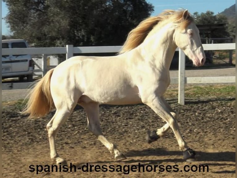 PRE Croisé Étalon 4 Ans 162 cm Perlino in Barcelona