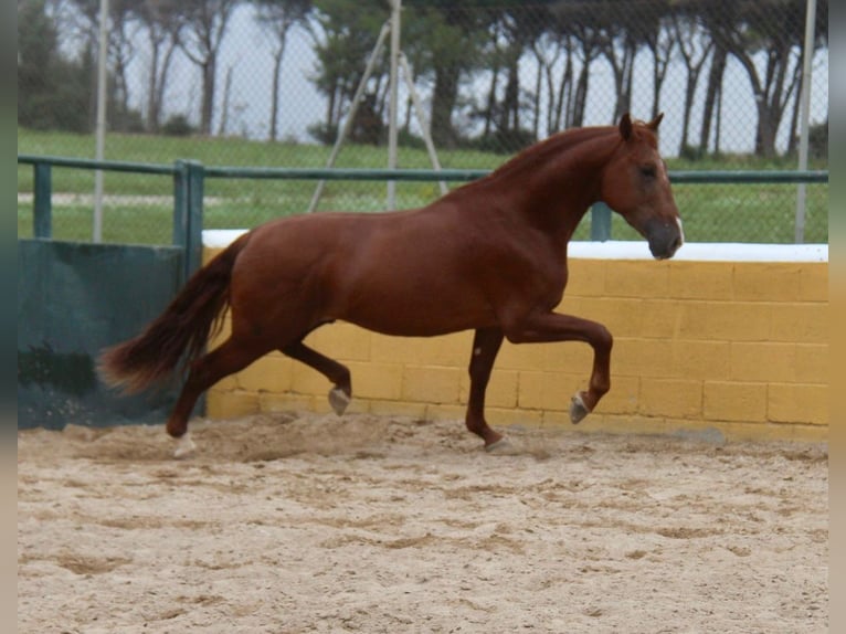 PRE Croisé Étalon 4 Ans 163 cm Alezan in Hamburg