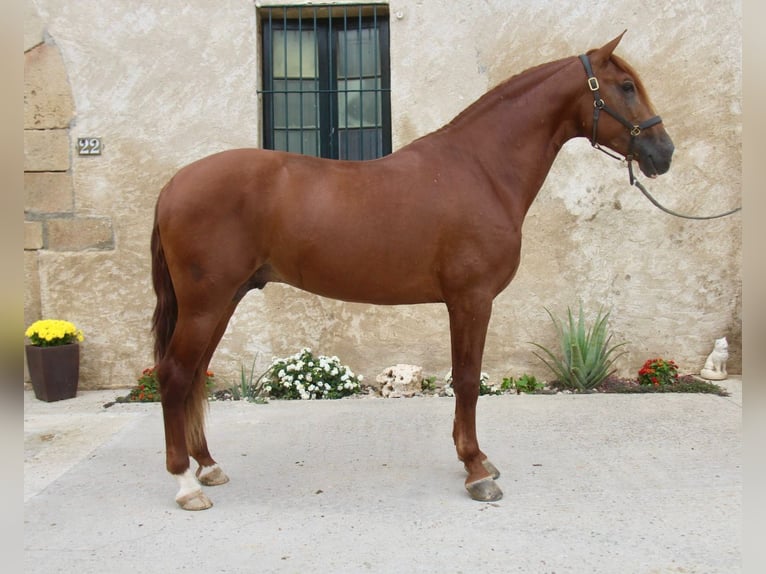 PRE Croisé Étalon 4 Ans 163 cm Alezan in Hamburg