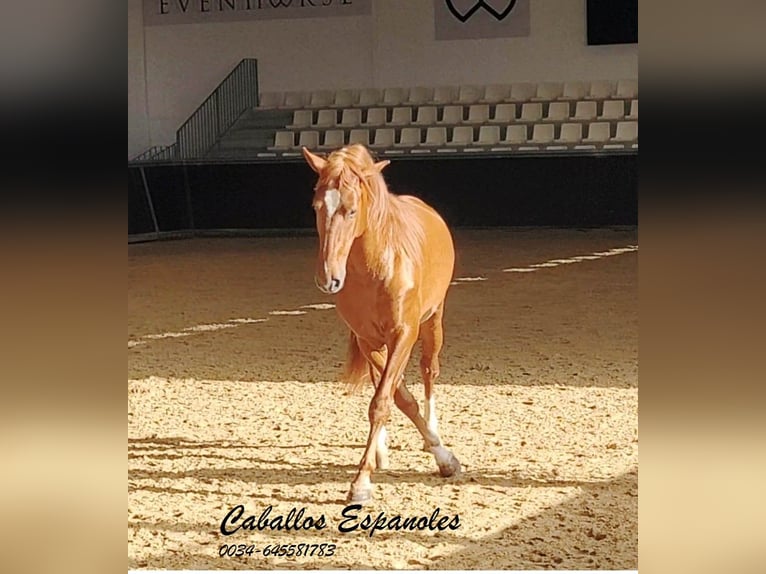 PRE Étalon 4 Ans 163 cm Alezan in Vejer de la Frontera