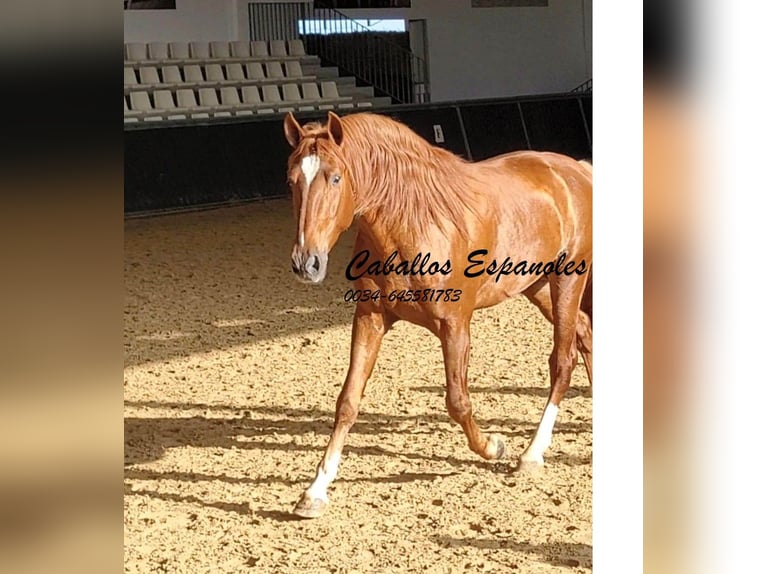 PRE Étalon 4 Ans 163 cm Alezan in Vejer de la Frontera