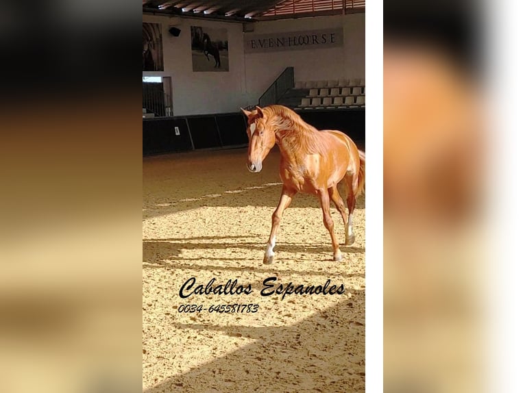 PRE Étalon 4 Ans 163 cm Alezan in Vejer de la Frontera