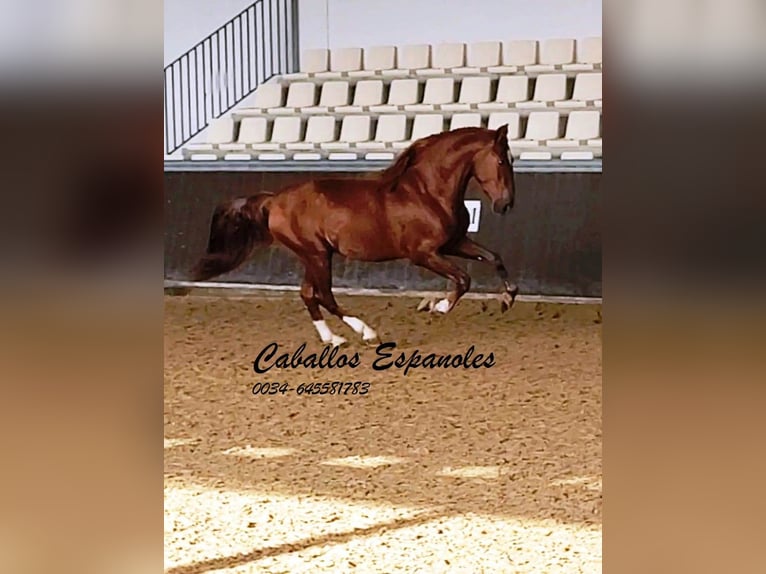 PRE Étalon 4 Ans 163 cm Alezan in Vejer de la Frontera