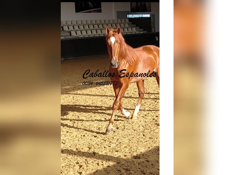 PRE Étalon 4 Ans 163 cm Alezan in Vejer de la Frontera