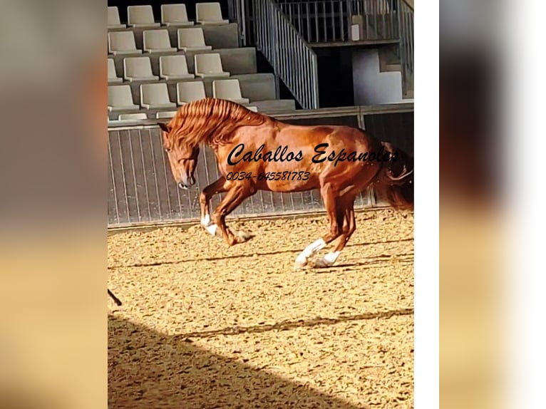 PRE Étalon 4 Ans 163 cm Alezan in Vejer de la Frontera