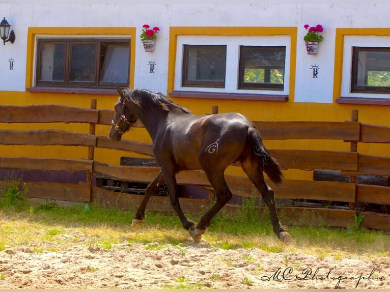 PRE Étalon 4 Ans 163 cm Bai brun in Polenz