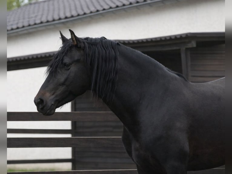 PRE Étalon 4 Ans 163 cm Bai brun in Polenz