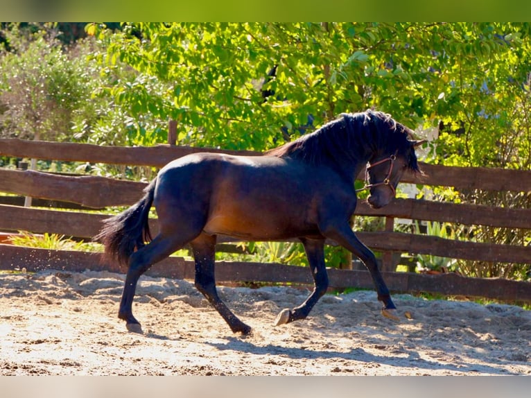 PRE Étalon 4 Ans 163 cm Bai brun in Polenz