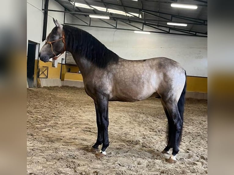 PRE Croisé Étalon 4 Ans 163 cm Bai cerise in Sevilla
