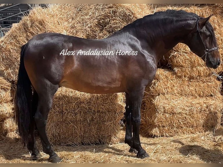 PRE Croisé Étalon 4 Ans 163 cm Bai in Sevilla